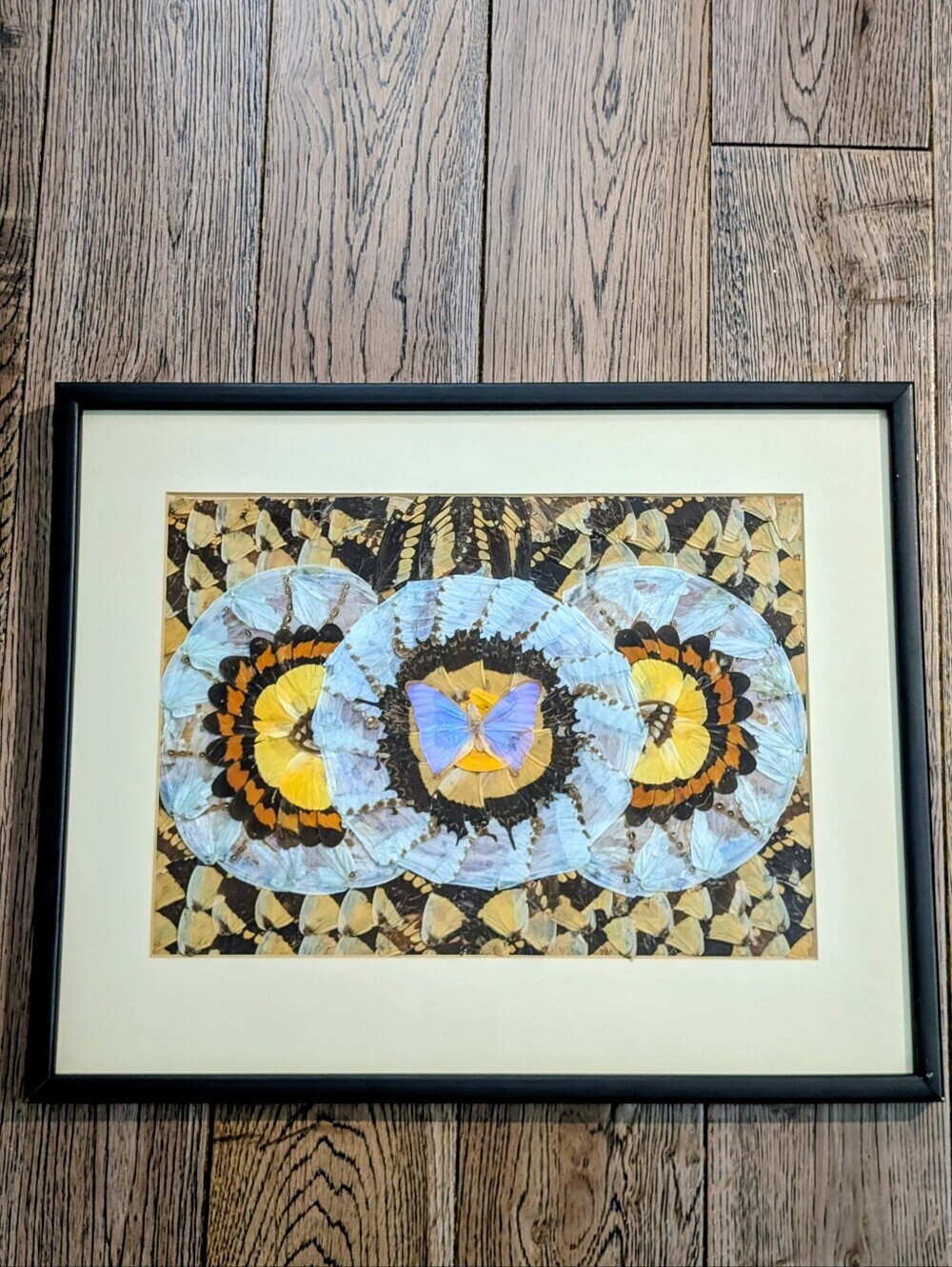 Vintage Real Butterfly Wing Moth Art Kaleidoscope Taxidermy Framed Wall Art 1950